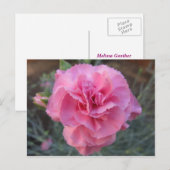 Roze anjer briefkaart (Voorkant / Achterkant)