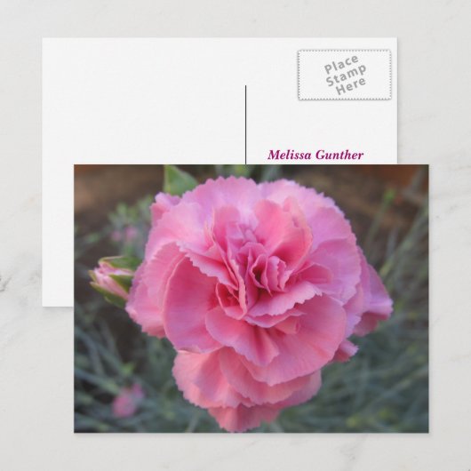 Roze anjer briefkaart (Voorkant / Achterkant)