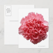 Roze Anjer Close-up Briefkaart (Voorkant / Achterkant)