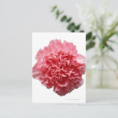 Roze Anjer Close-up Briefkaart (Staand voorkant)