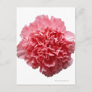 Roze Anjer Close-up Briefkaart