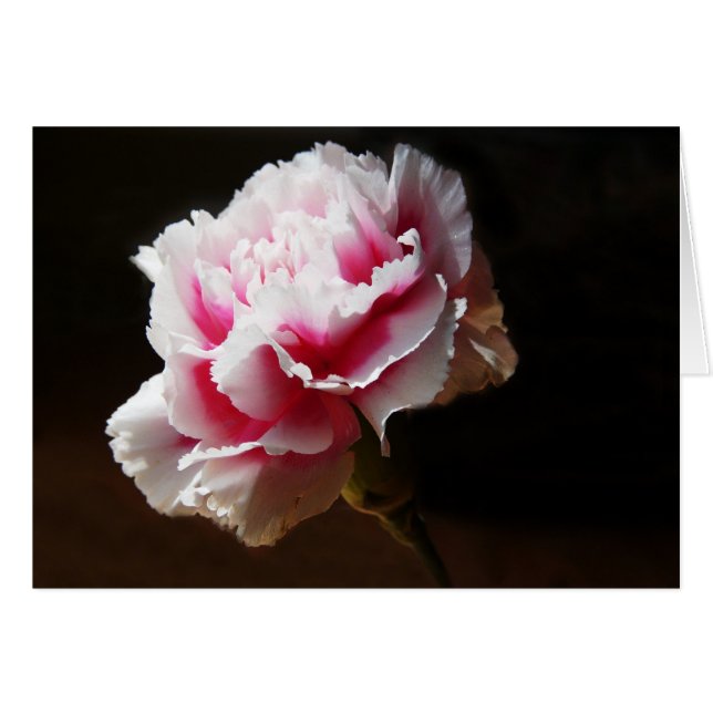 Roze anjer Dianthus ventilator (Voorkant Horizontaal)