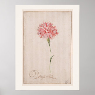 Roze Anjer door van der Ast - Antieke Tekening Poster