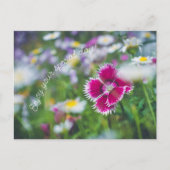 Roze anjer met mazen feestdagenkaart (Voorkant)