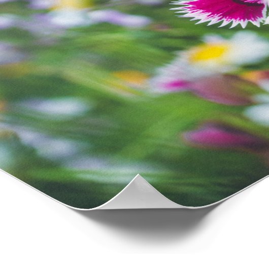 Roze anjer met mazen poster (Hoek)