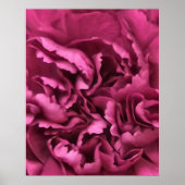 Roze anjer poster (Voorkant)