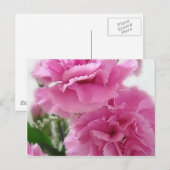 Roze anjers 1 briefkaart (Voorkant / Achterkant)