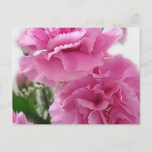 Roze anjers 1 briefkaart (Voorkant)