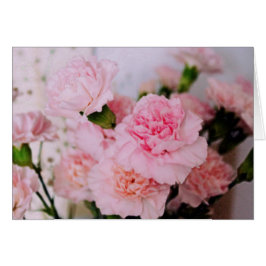 roze anjers bloemen  fotografie