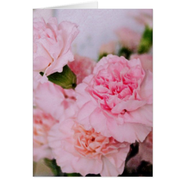 roze anjers bloemen  fotografie (Voorkant)