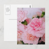 roze anjers bloemen  fotografie briefkaart (Voorkant / Achterkant)