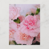 roze anjers bloemen  fotografie briefkaart (Voorkant)