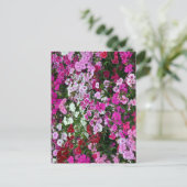 Roze anjers briefkaart (Staand voorkant)