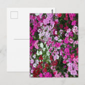 Roze anjers briefkaart (Voorkant / Achterkant)