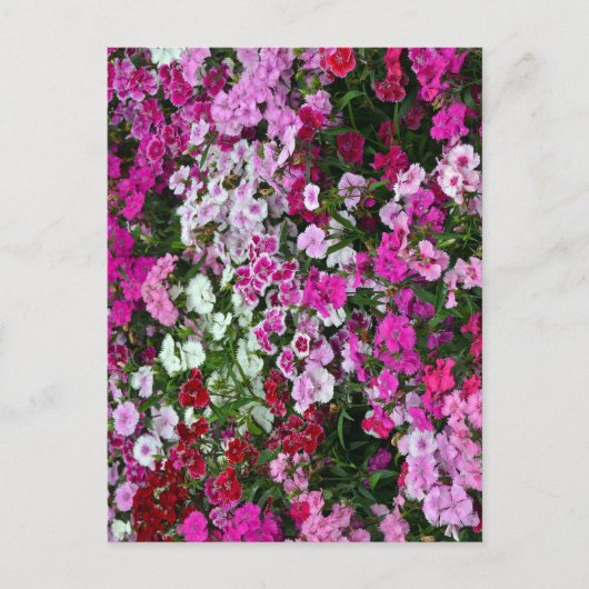 Roze anjers briefkaart (Voorkant)