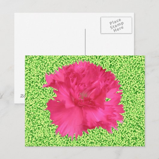 Roze anjers Briefkaart (Voorkant / Achterkant)