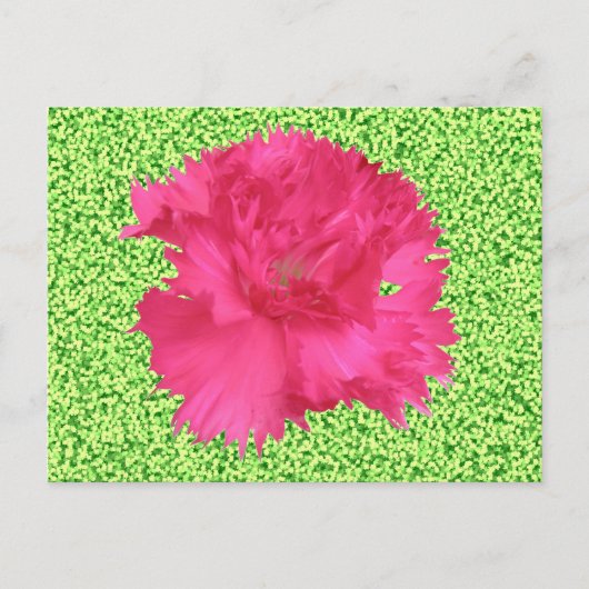 Roze anjers Briefkaart (Voorkant)