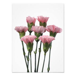 Roze anjers foto afdruk