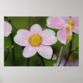 Roze annemon poster (Voorkant)