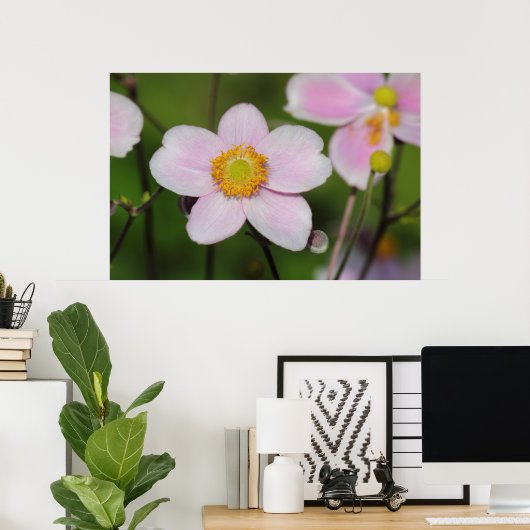 Roze annemon poster (Thuiskantoor)