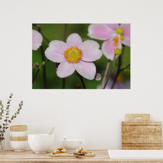 Roze annemon poster (Keuken)