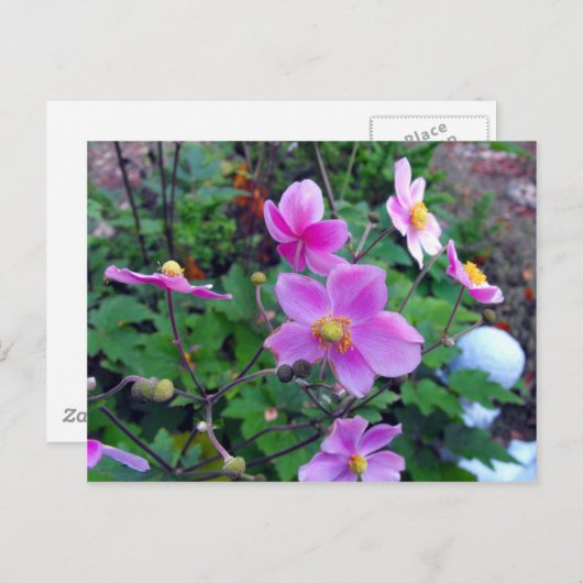 Roze annemonen briefkaart (Voorkant / Achterkant)