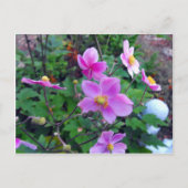 Roze annemonen briefkaart (Voorkant)