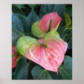 Roze Anthurium Bloemen Bloem Fotografisch Poster (Voorkant)