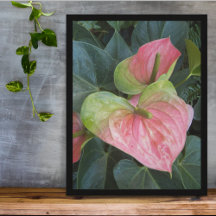 Roze Anthurium Bloemen Bloem Fotografisch