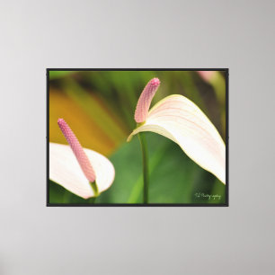 Roze Anthurium Bloemen (fotografie door mij) Canvas Afdruk