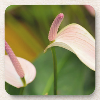 Roze Anthurium Bloemen Kauai Hawaii Bier Onderzetter