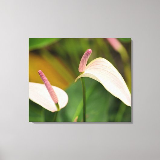 Roze Anthurium Bloemen Kauai Hawaii Canvas Afdruk (Voorkant)