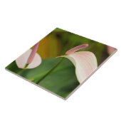 Roze Anthurium Bloemen Kauai Hawaii Tegeltje (Zijkant)