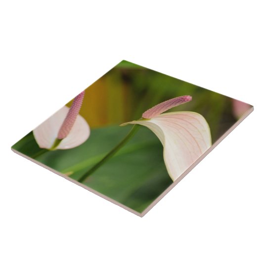 Roze Anthurium Bloemen Kauai Hawaii Tegeltje (Zijkant)