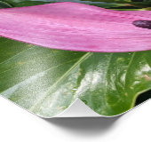 Roze Anthurium Blooms en bladgroen Foto Afdruk (Hoek)