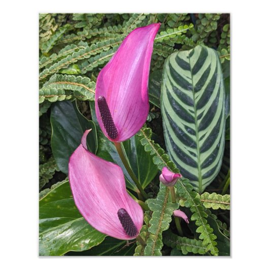 Roze Anthurium Blooms en bladgroen Foto Afdruk (Voorkant)