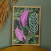 Roze Anthurium Blooms en bladgroen Foto Afdruk