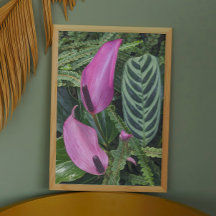 Roze Anthurium Blooms en bladgroen