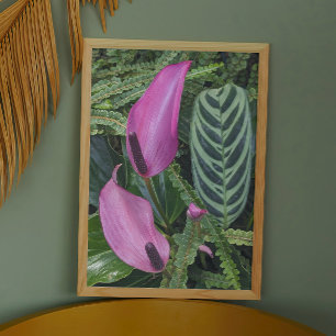 Roze Anthurium Blooms en bladgroen Foto Afdruk