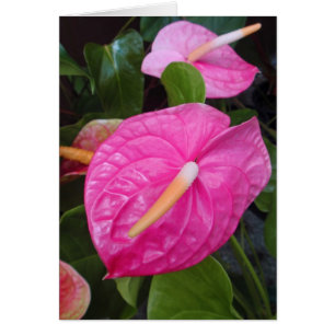 Roze Anthuriums