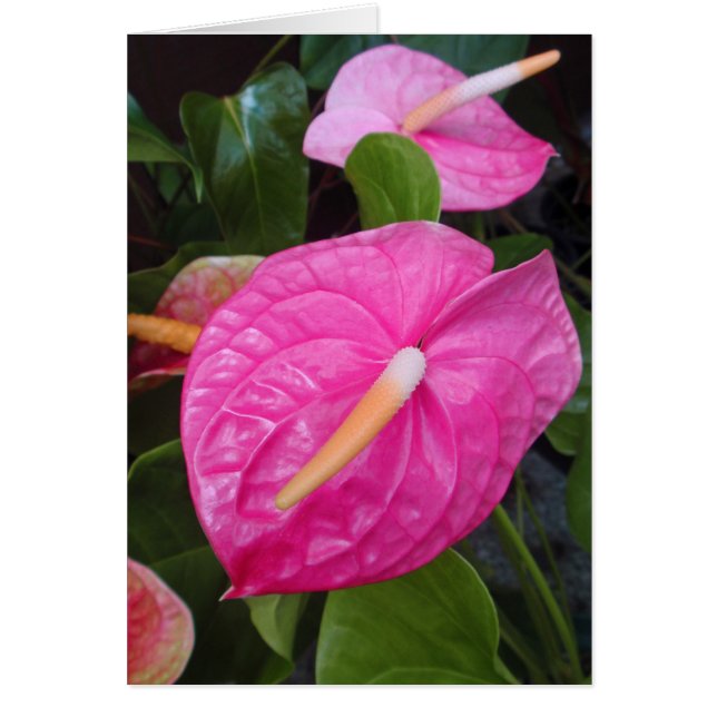 Roze Anthuriums (Voorkant)