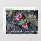 Roze Apenbloem, Lava Rock, kraters van de maan Briefkaart (Voorkant / Achterkant)