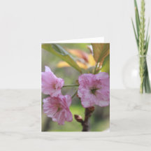 Roze Appelbloei In De Lente Foto Voor Mam