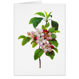 Roze appelbloesems van Pierre Joseph Redoute