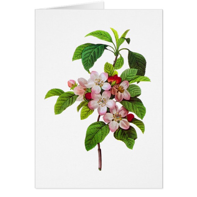 Roze appelbloesems van Pierre Joseph Redoute (Voorkant)