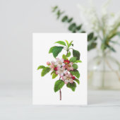 Roze appelbloesems van Pierre Joseph Redoute Briefkaart (Staand voorkant)