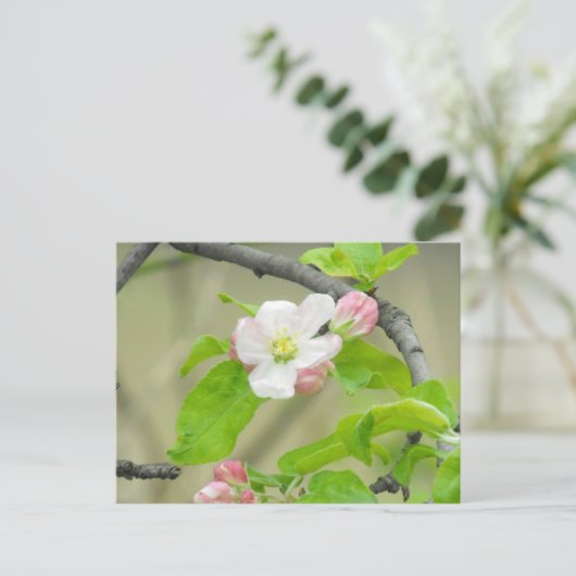 Roze Apple Blossom Briefkaart (Staand voorkant)
