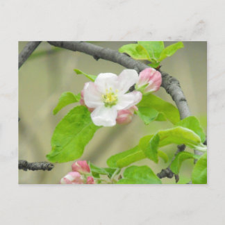 Roze Apple Blossom Briefkaart