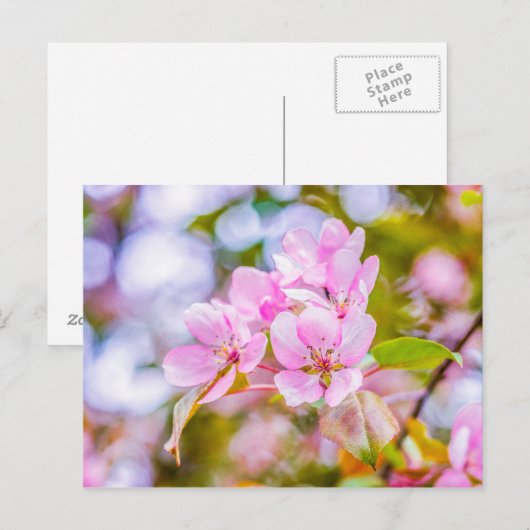 Roze Apple Blossom Briefkaart (Voorkant / Achterkant)