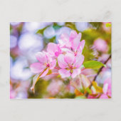 Roze Apple Blossom Briefkaart (Voorkant)